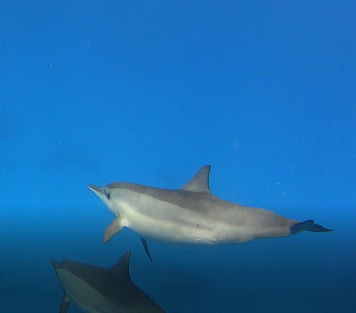 Delphin