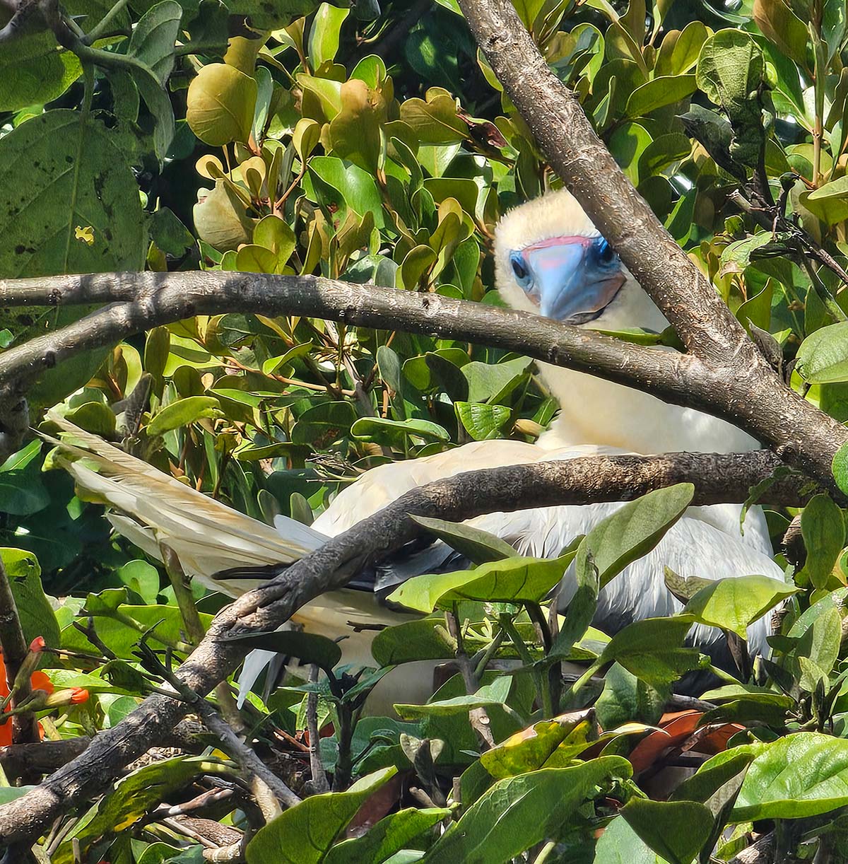 vogel im regenwald